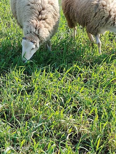 it balası satışı: Quzuluq üçün saxlanılan yerli qoyunlar - Cins: yerli qarışıq ət-yun — 5