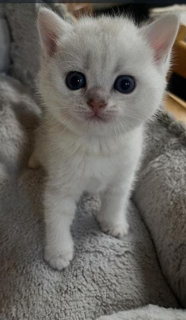 pisik satisi: Şinşilla, Erkək, Dişi — 2