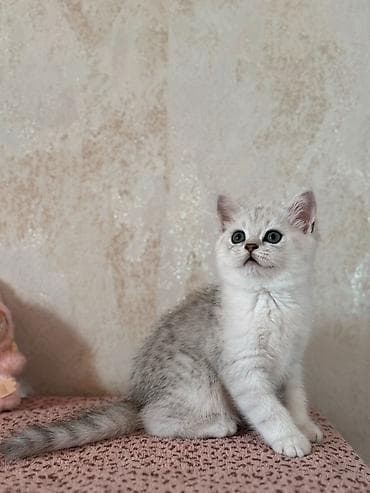 heyvan sahiblənmə: Şinşilla, Erkək, Dişi, Yaxşı əllərə, Ünvandan götürmə — 3