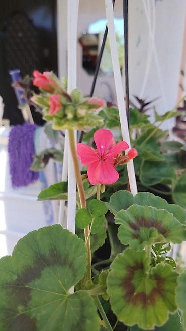 Pelargonium (qərənfilgülü) kolleksiyası – müxtəlif sortlar - Çiçək — 5