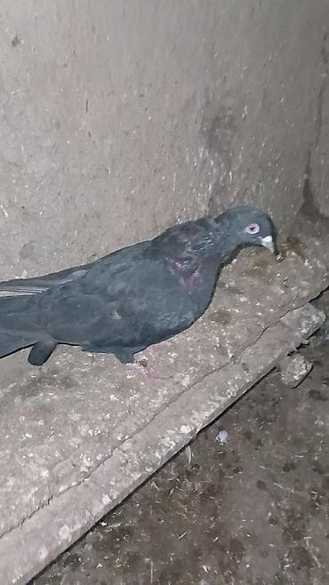 Kömür qara dişi 5 manata satılır. Ağı yoxdur kömür qaradı. Ünvan