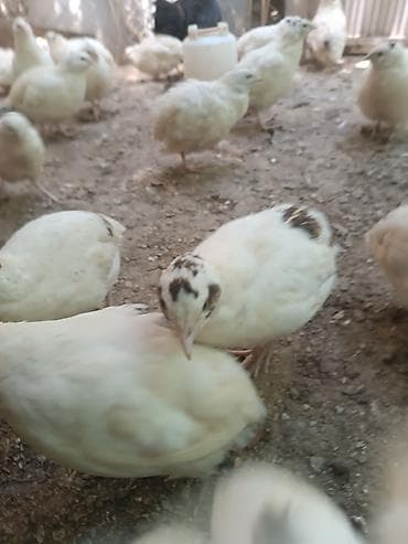 bildircin qiyməti: Yumurtaya hazir bildircinler satilir. Icinde bezileri artiq yumurta — 3