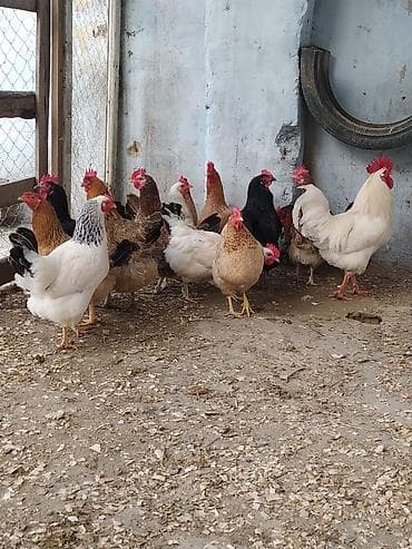 İtlər: Toyuq, Damazlıq — 1