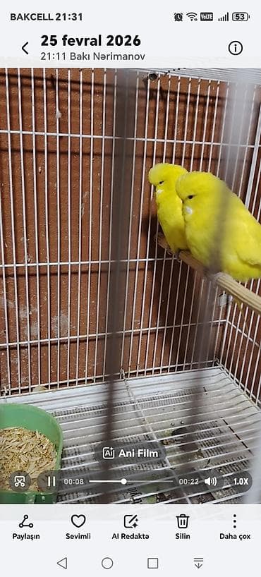 Tutuquşu təmiz sari qan CÜT Cexlər ancaq sarı bala verirlər başqa rəng