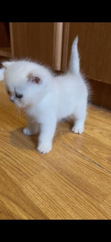 Şotland yastı qulaq