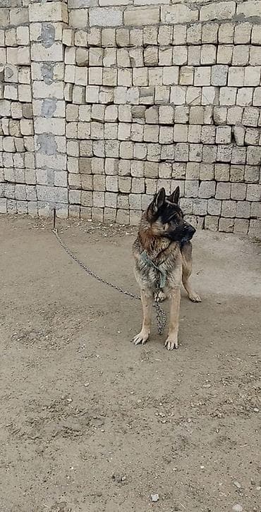 nemeski afcarka qiymeti: Alman çoban iti, Erkek — 1