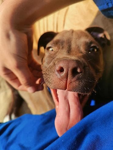 heyvan: Pitbul, 8 ay, Erkek, Ünvandan götürmə — 5