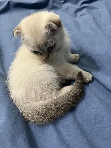 şotlan: Şotland yastı qulaq — 4