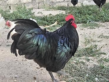 toyuqlar xoruzlar: TƏMİZ AVSTRALOP. BARTER BRAMA FƏRƏ YADA CÜCLƏRİY - Növ: kənd toyuğu — 5