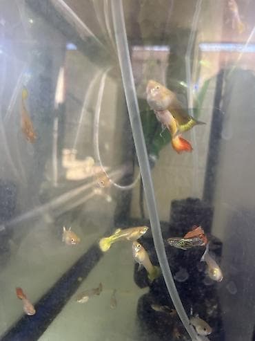 akvarium baligi: Quppi, Sülhsevər — 2