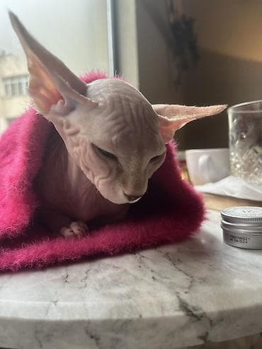 pisi: Sfinks, Yaxşı əllərə — 1