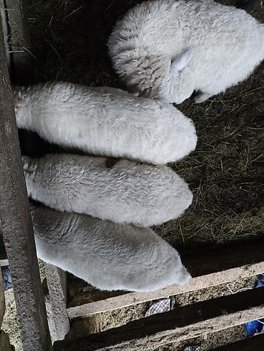 quş satışı: Quzu satılır. 3 eded disi quzu satilir. anadan ayrildiqi 10 gundur — 2