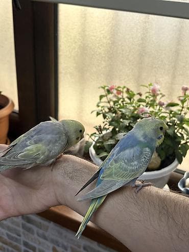 popugay: 2 ədəd 1 ay yarımlıq gözəl rəngli RAİNBOW tutuquşu. Ələ öyrətməyin tam — 3