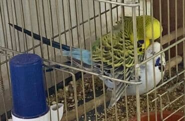 Çut lalafo.az -da Çut