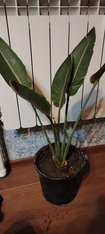 Bitki dərmanları: Sifarişlə gəlir. trelitzia nicolai (Ağ Quş Cənnəti) – iri dekorativ — 1