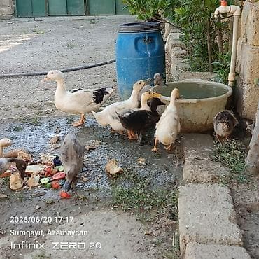 it adları erkek: 11 bala səsli ördəkdilər analarida yanlarındadı birdə macar erkey lal — 6