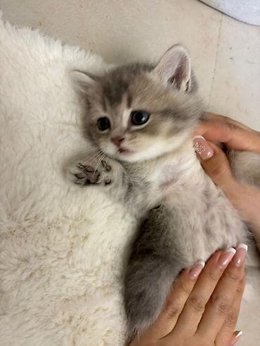 sort pişiklər: Şotland — 5