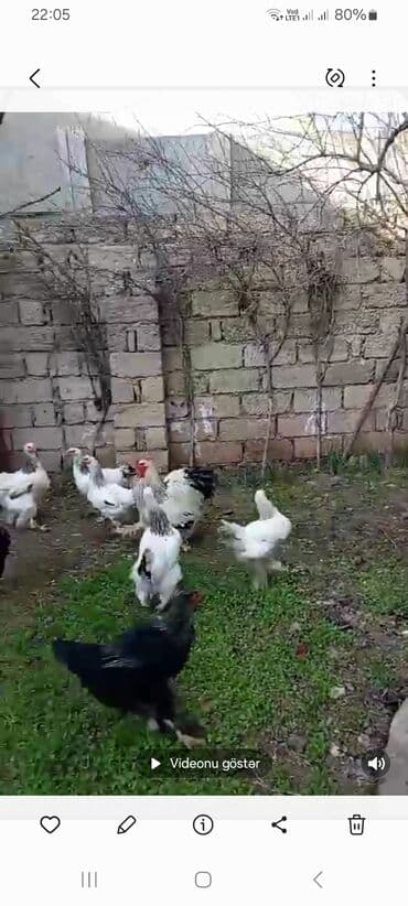 брама жужалари: Toyuq, Brama, Damazlıq, Ünvandan götürmə — 4
