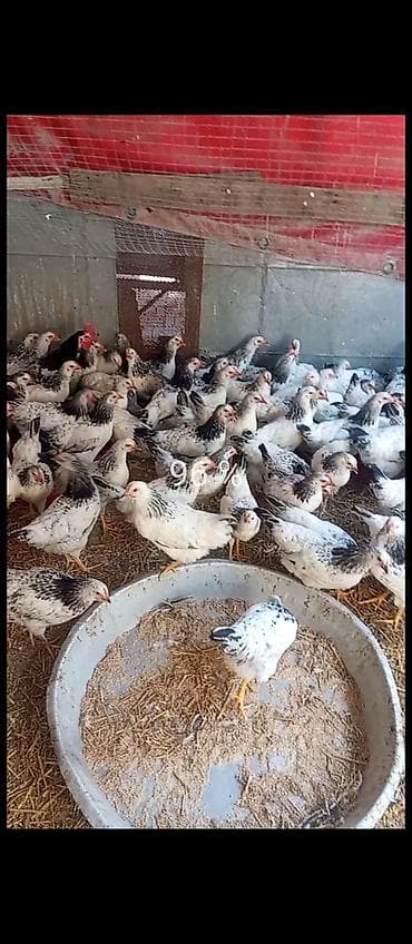 cin bildircin: Cins toyuqlar – ağ lələklər, boyun və quyruqda qara naxışlı. Qrup — 2