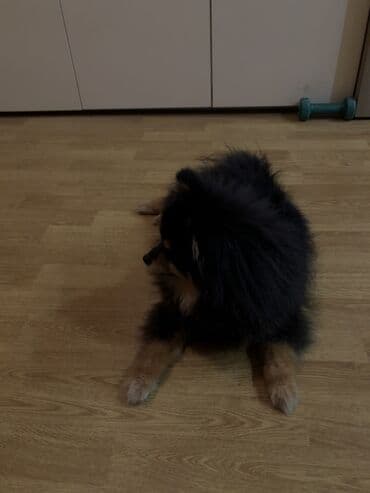 Gəmiricilər: Şpitz, Erkek — 2