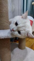 Şinşilla, Erkək, Yaxşı əllərə, Ünvandan götürmə