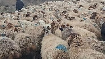 550 baş qaradolaq sortu satlır qiymet elaqe saxla lalafo.az -da 550 baş qaradolaq sortu satlır qiymet elaqe saxla