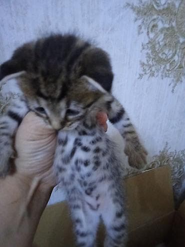 siyam pişik: Erkək, Dişi — 10