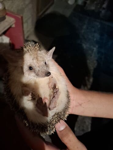 большая клетка для грызунов: Afrika pigmey kirpisi - Növ: Ev üçün uyğun, kiçik ölçülü Afrika — 1