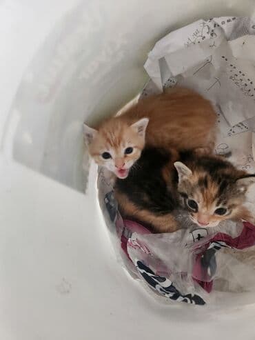 котята в хорошие руки бесплатно: Coox gozeldir pulsuz verilir oynayandir yaxwi ellere merdekan wuvelan — 6