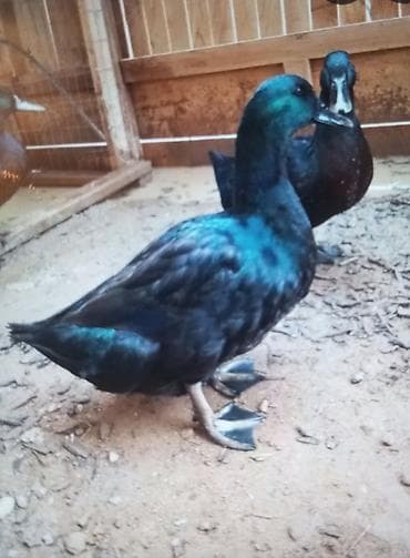 Məhsul: Qara ördək cütü Təsvir:salam kayuqa ördək ailəsi satılır 5