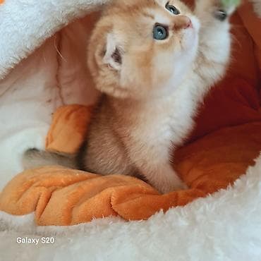 pisik evi: Şotland yastı qulaq — 2