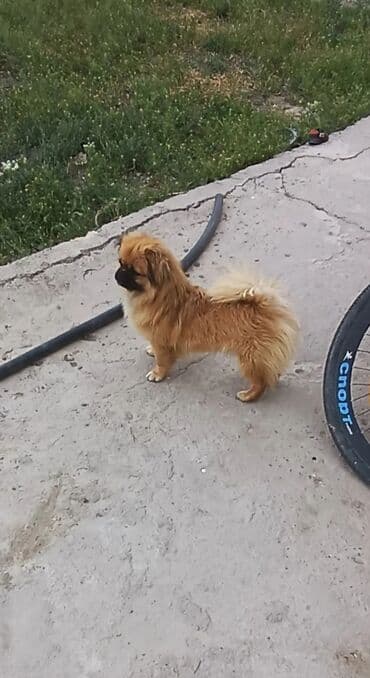 pudel itləri: Pekines, 1 il, Erkek, Cütləşmə üçün — 1