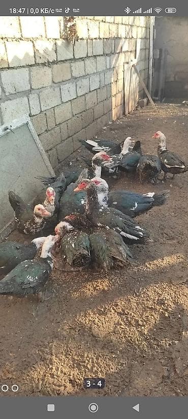 Heyvanlar üçün mallar: Erkək, | Lal ördək, Ətlik — 3