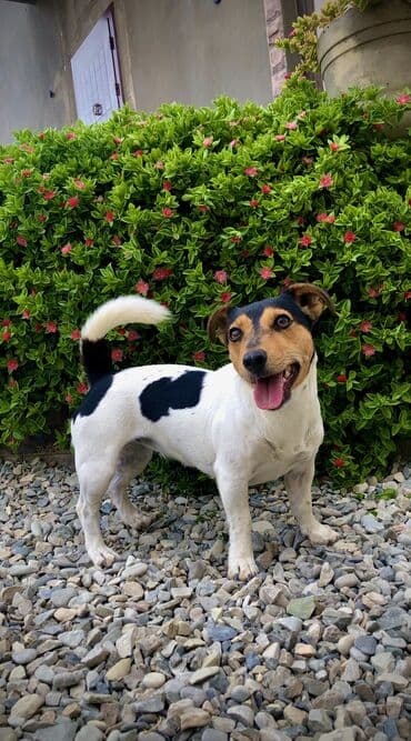 bala it satışı: Cek rassel teryer, Dişi, Ünvandan götürmə — 2