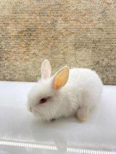 Akvariumlar: Mini dekorativ dovşan balası - Rəng: tam ağ tüklü, qırmızı gözlü — 2