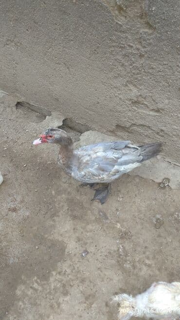 ruan ordək: Muscovy (Hinduşa) ördəklər – yüngül boz, ağ və xallı rənglərdə — 3
