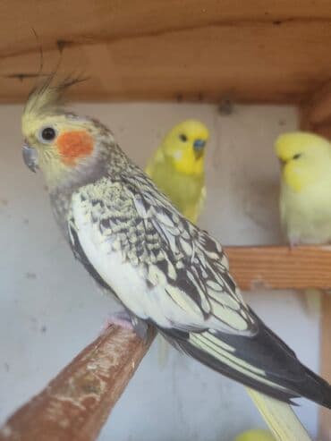 amerika devequsu haqqinda melumat: Bu kakadu növü, açıq sarı başı və xarakterik narıncı yanaq ləkələri — 2