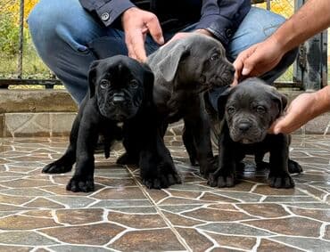 Собаки: Кане-корсо — 22