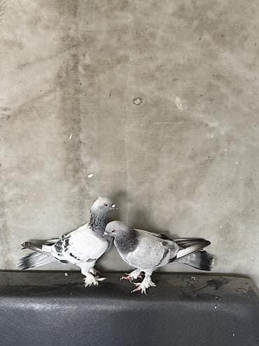Göyercinler turk taklalari 2 sinde ekeydi oynanuyanlardandi — 3