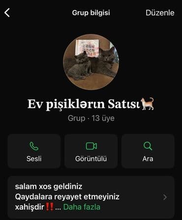 ağ pişik balası: Самец — 2