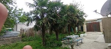 damci suvarma: Təklif: Bağ üçün dekorativ xurma (Trachycarpus fortunei – külək — 3