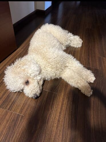 cutləşdirmək: Pudel, 2 il, Erkek, Cütləşmə üçün — 2