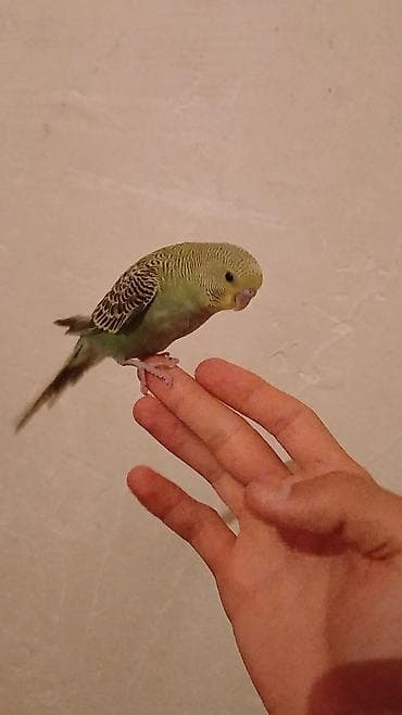 Tutuquşları: Salam. Əl quşudur. isteyen Vpdan yazsin vidiosunu atim. Ünvan — 3