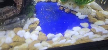 akvaryum aksesuarlari: Akvaryum üçün canlı mikromüxtəliflik paketi – suda yaşayan kiçik — 2