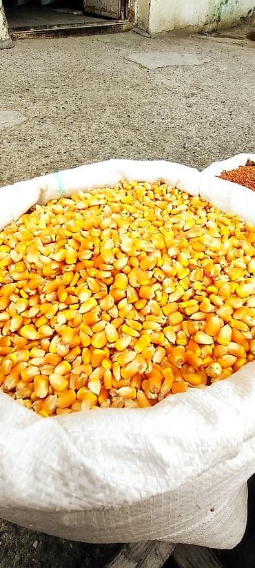 Другие продукты питания: Yerli qarğıdalı toxumu 
Bitiş faizi çox yüksəkdir — 2