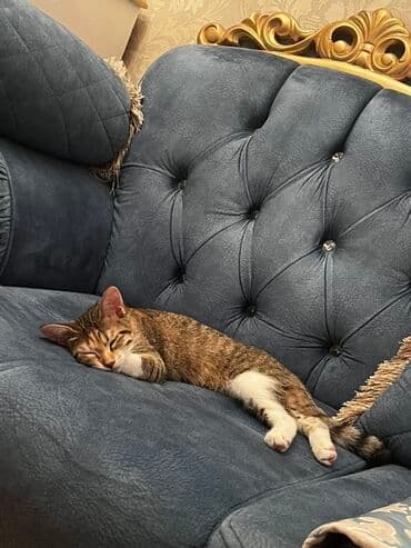 yuxuda qaz görmək: Yaxşı əllərə — 2