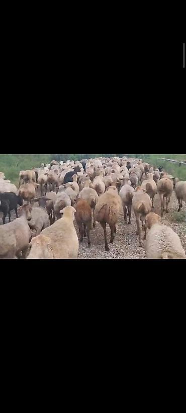 qoyun satilir: Dişi, il: 1, 60 kq, Damazlıq, Ünvandan götürmə — 3
