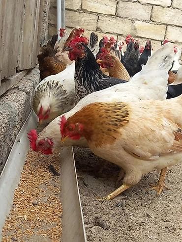 Toyuq, Damazlıq, Ödənişli çatdırılma