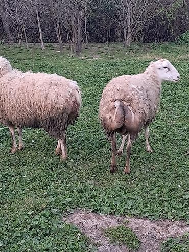 Akvariumlar: Qoyun bogaz bozkere tatallar beyleqan — 4