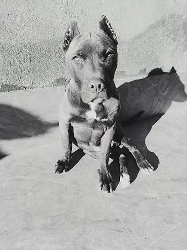 heyvan: Pitbul, 8 ay, Erkek, Ünvandan götürmə — 1